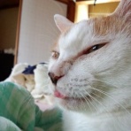 一徹さんとモガチョフくん