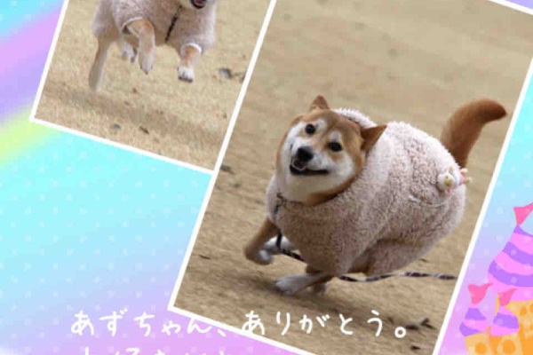 柴犬JAMの3ﾜﾝﾊﾟﾗﾀﾞｲｽ♪
