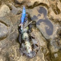 またまた沖磯エギング