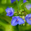 花盛り・・・の我が家