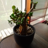 �إߥ˥��奢�����ڡ٤β���