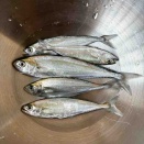 パタヤでの釣行の巻 2026/2/21