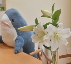 【カサブランカが開花】やっぱり球根植物は最高！数年前に植えたゴージャスな白ユリが咲きました♬