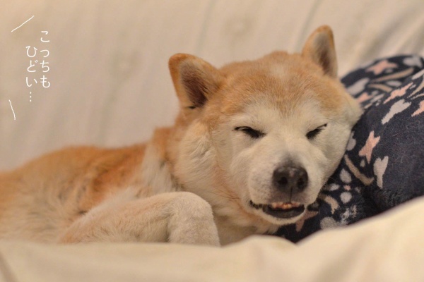 湘南凸凹柴wan日記 ブサイク顔 Powered By ライブドアブログ