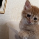 子猫にNG事項を守らせる　20260520