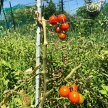 『コロナワクチン(1回目)打ってきました！畑が相変わらずヤバい』の画像