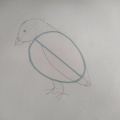 鳥のイラストを描く　講座に参加しました。