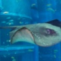 【デケェ】珍魚ハンターさん、世界記録レベルの超巨大ホシエイを釣り上げてしまうｗｗｗｗｗ