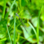 富士山トンボ池通信