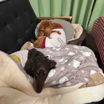 モコちゃん、少しずつ回復中。