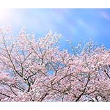 『大学の入学式』の画像