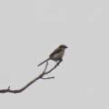 令和6(2024)年7月9日の鳥さん Vol.2　矢切で野鳥の観察･撮影 元気に餌を強請るモズの幼鳥の登場!!