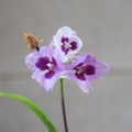 無菌培養　華美系の交配