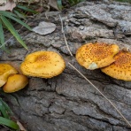 天然食材探しへ近くに気軽に出かけよう！