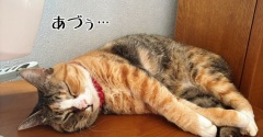 9月…今更だけどアルミ猫鍋。