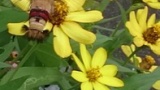 蝶と蜜蜂のハイブリッドみたいなクッソキモい虫見つけたったｗｗｗ（※画像あり）