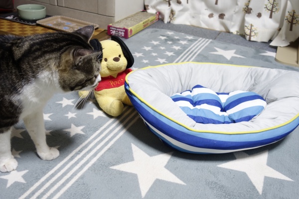 猫動画 ニトリのペット用ベッドがめちゃくちゃ可愛いので買ってきました リキちゃんねるブログ 猫とおいしいもの