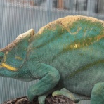 眠れる森のゴリオ