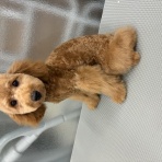 ペットショップワンラブ カインズ名古屋当知店ペッツワンコーナースタッフブログ