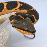 『【新入荷】ハブモドキ2種、その他』の画像