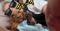 イライラに効く犬。