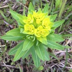 熱血！　幸運児