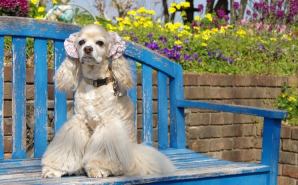 ＊アメコカ姫のぴこぴこ物語＊