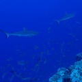 �鳤�������ӥ󥰡���ή����ˤ��ä����