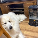 サマンサの気持ち…