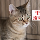 『「里親選考制」について』の画像