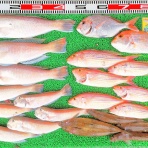 竹村貸舟店【高知県 浦ノ内湾～宇佐～須崎市横浪半島沖の船釣り】釣果情報 & ブログ