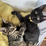 『仲良し子猫兄弟』の画像