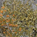 ヤドリギの実がとてもきれいです