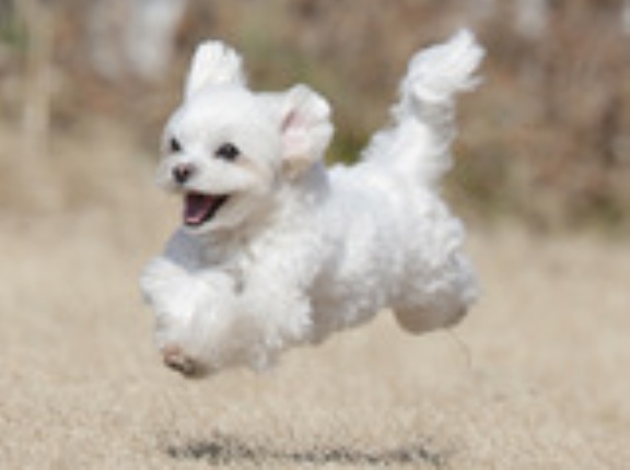 2-21-2　武村　ピノくん　6歳