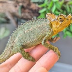 爬虫類クラブJ 横須賀店ブログ