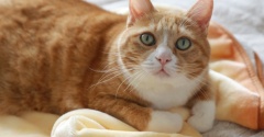 ずっといる猫。