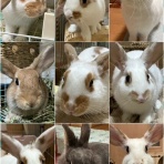 うさぎのきた道