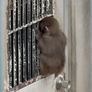 おうちごはんとおかしとねこ