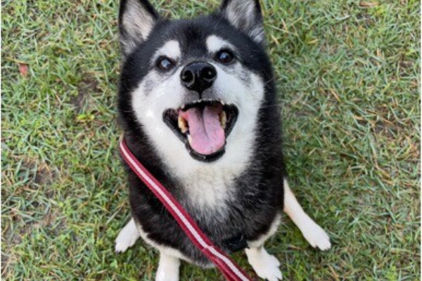 柴犬アトム🌈・黒柴アラレの日々是好日
