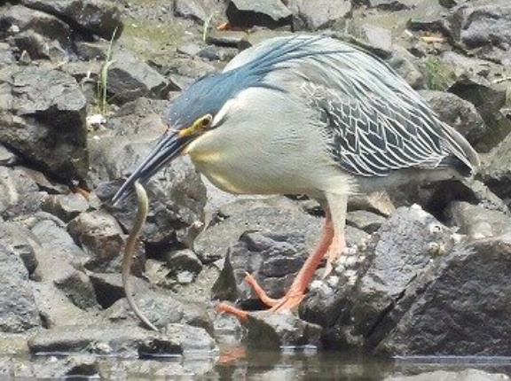 2026年5月21日の野鳥公園