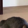 頼まれたので友人が飼っている猫にエサをあげに行った。はじめまして♪ → 猫はこんな顔です…