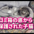 「決して諦めなかった」虐待の末に片目を失ったとされる猫、懸命な回復ぶりに反響