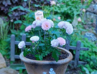 薔薇のため