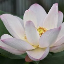 【毎日朝活】おはようございます。今日の花