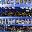 パッシートワイン(Vino Passito)