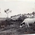 フィールド・オブ・ドリームス　　乳と蜜の流れる地