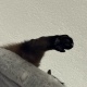 【悲報】ワイ、猫に襲われる