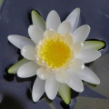 2025 鹿央 里やま花めぐり～蓮