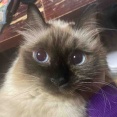 【猫日記】猫の目に注意が必要なこと