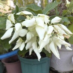 ビークロス好きの変なおじさん日記